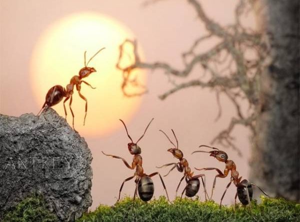 Mơ thấy con kiến đánh con gì? Giải mã điềm bão mộng thấy kiến