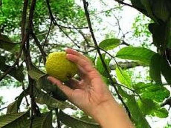 Ngủ mê thấy hái quả ổi