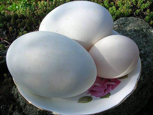 Mơ thấy trứng ngỗng mang đến điềm báo gì?