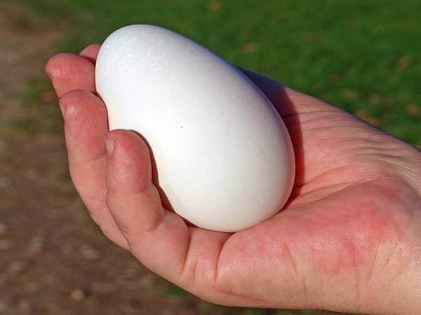 Trứng ngỗng trong tâm linh và văn hóa dân gian
