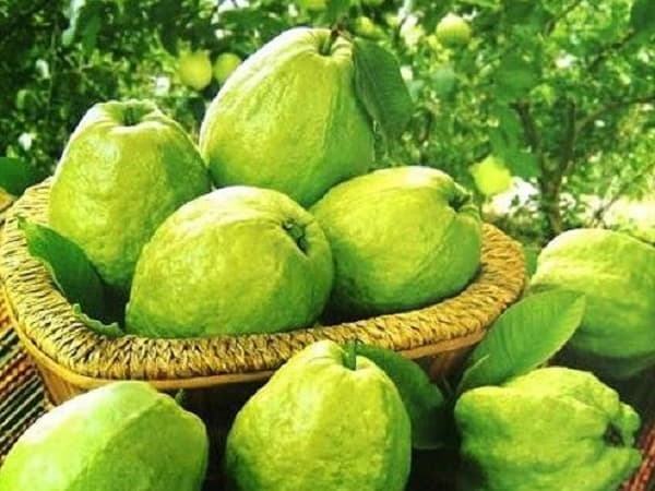 Giải mã ý nghĩa chung khi mơ thấy quả ổi